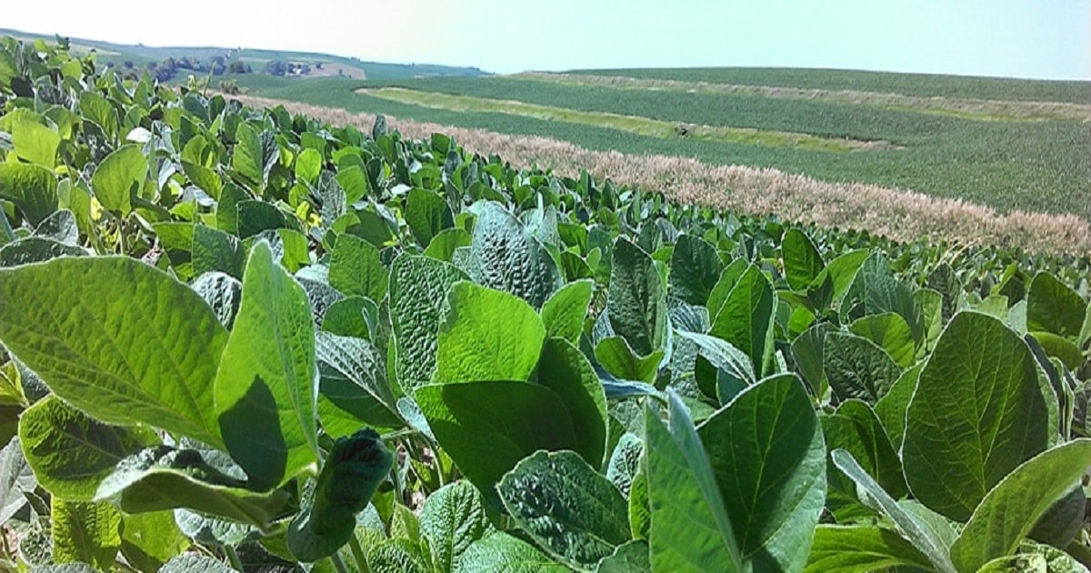 Tyler Reimers Farm Service Cooperative